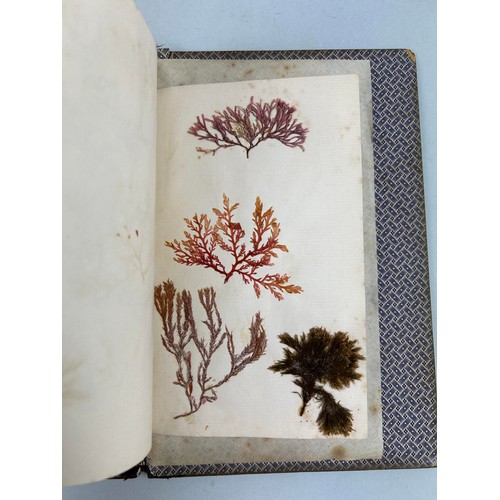 461 - SEA WEED FROM BRUNE ISLAND AND THE RIVER DERVENT VAN FIEMANS LAND COLLECTED BY MISS BAUDINER IN 1840... 