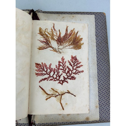 461 - SEA WEED FROM BRUNE ISLAND AND THE RIVER DERVENT VAN FIEMANS LAND COLLECTED BY MISS BAUDINER IN 1840... 