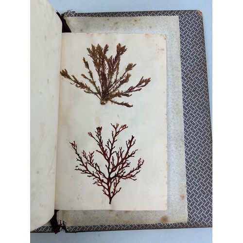 461 - SEA WEED FROM BRUNE ISLAND AND THE RIVER DERVENT VAN FIEMANS LAND COLLECTED BY MISS BAUDINER IN 1840... 