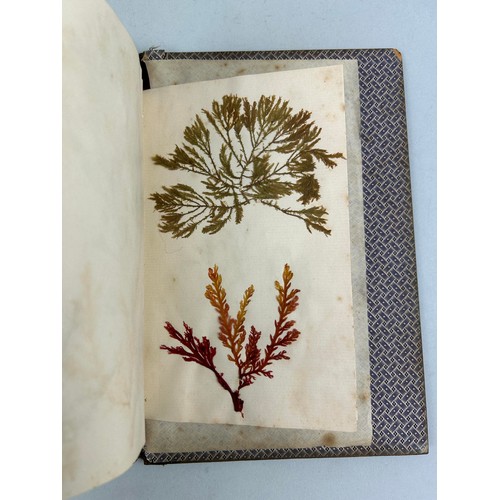 461 - SEA WEED FROM BRUNE ISLAND AND THE RIVER DERVENT VAN FIEMANS LAND COLLECTED BY MISS BAUDINER IN 1840... 