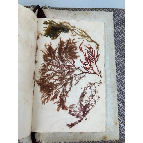 461 - SEA WEED FROM BRUNE ISLAND AND THE RIVER DERVENT VAN FIEMANS LAND COLLECTED BY MISS BAUDINER IN 1840... 