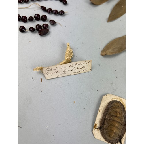 476 - A COLLECTION OF NATURAL CURIOSITIES COLLECTED BY CAPTAIN JAMES MUDDLE, SOME WITH HANDWRITTEN LABELS ... 