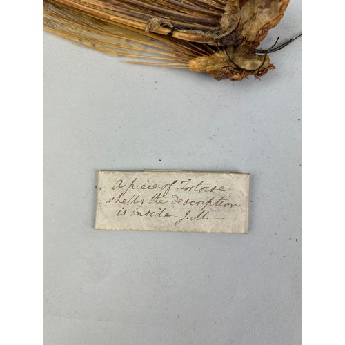 475 - A COLLECTION OF CURIOSITIES COLLECTED BY CAPTAIN JAMES MUDDLE MANY WITH HANDWRITTEN LABELS TO INCLUD... 