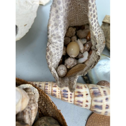 478 - A LARGE COLLECTION OF SHELLS COLLECTED BY CAPTAIN JAMES MUDDLE CIRCA 1830'S-40'S Some with labels, p... 