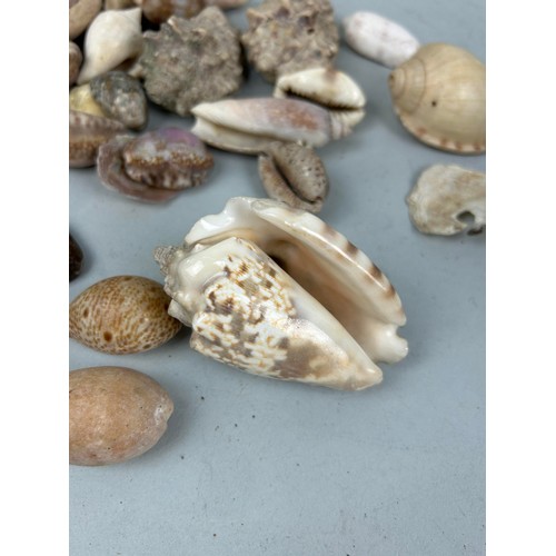 477 - A COLLECTION OF SHELLS FROM OCEAN ISLAND WITH HAND WRITTEN LABEL DATED JUNE 10TH 1834 Reverse of the... 