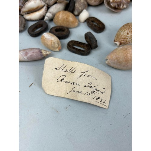 477 - A COLLECTION OF SHELLS FROM OCEAN ISLAND WITH HAND WRITTEN LABEL DATED JUNE 10TH 1834 Reverse of the... 