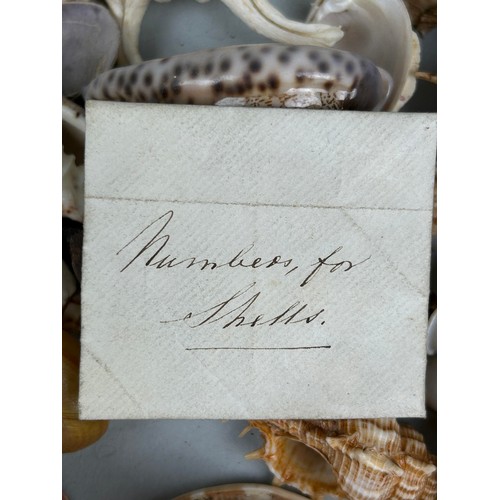 478 - A LARGE COLLECTION OF SHELLS COLLECTED BY CAPTAIN JAMES MUDDLE CIRCA 1830'S-40'S Some with labels, p... 