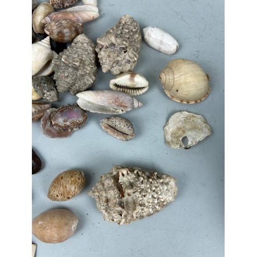 477 - A COLLECTION OF SHELLS FROM OCEAN ISLAND WITH HAND WRITTEN LABEL DATED JUNE 10TH 1834 Reverse of the... 