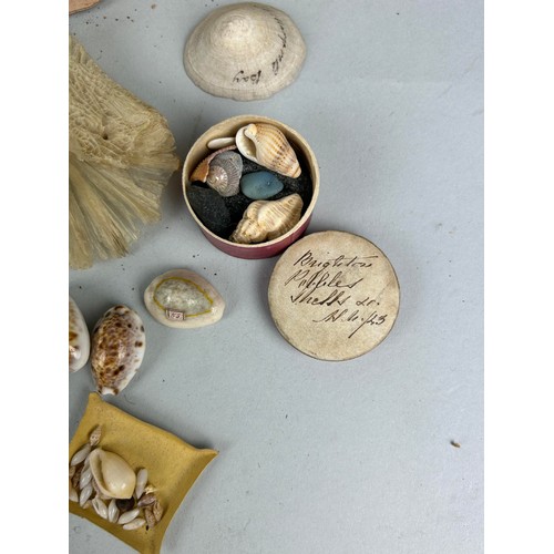 478 - A LARGE COLLECTION OF SHELLS COLLECTED BY CAPTAIN JAMES MUDDLE CIRCA 1830'S-40'S Some with labels, p... 