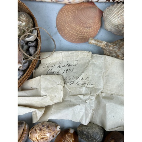 478 - A LARGE COLLECTION OF SHELLS COLLECTED BY CAPTAIN JAMES MUDDLE CIRCA 1830'S-40'S Some with labels, p... 