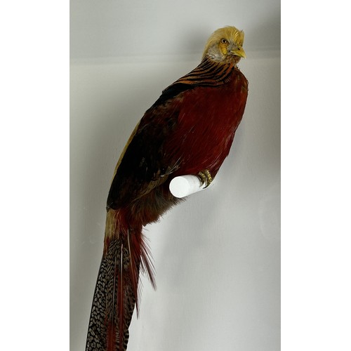 705 - A TAXIDERMY GOLDEN PHEASANT (CHRYSOLOPHUS PICTUS) BY S.J. STRATH Mounted in a white painted, glass f... 