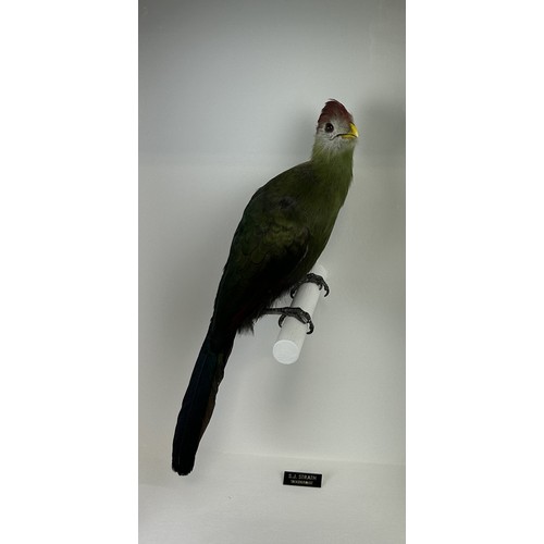 713 - TAXIDERMY RED-CRESTED TURACO (TAURACO ERTHOLOPHUS) BY S.J. STRATH Mounted in a white painted glass f... 