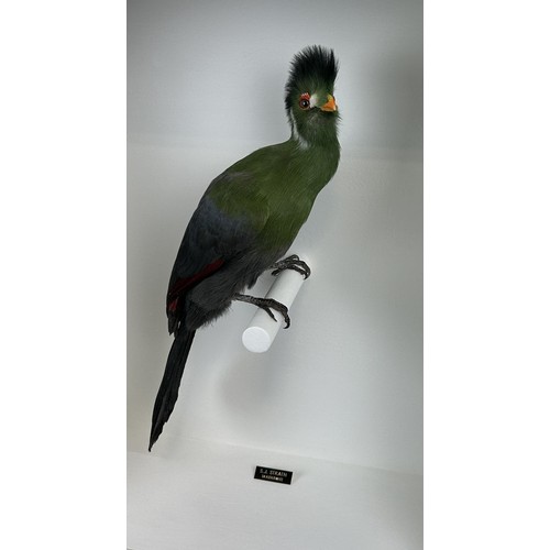 709 - TAXIDERMY WHITE-CHEEKED TURACO (MENELIKORNIS LEUCOTIS) BY S.J STRATH Mounted in a white painted glas... 