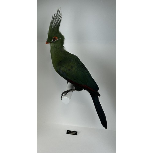 710 - TAXIDERMY LIVINGSTONE'S TURACO (TAURACO LIVINGSTONII) BY S.J. STRATH Mounted in a white painted glas... 