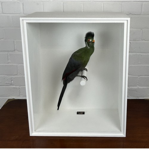 709 - TAXIDERMY WHITE-CHEEKED TURACO (MENELIKORNIS LEUCOTIS) BY S.J STRATH Mounted in a white painted glas... 