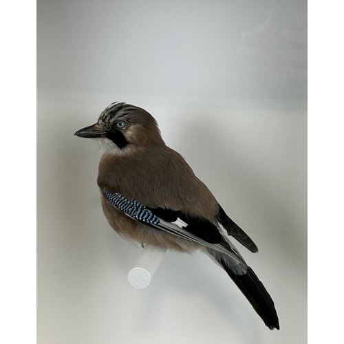 707 - TAXIDERMY JAY (GARRULUS GLANDARIUS) BY S.J. STRATH Mounted in a white painted glass fronted display ... 