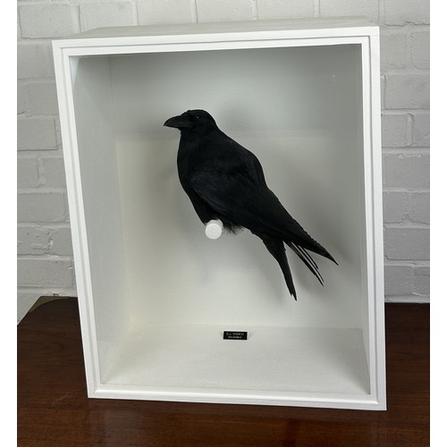 711 - TAXIDERMY CARRION CROW (COVRVUS CORONE) BY S.J. STRATH Mounted in a white painted glass fronted disp... 