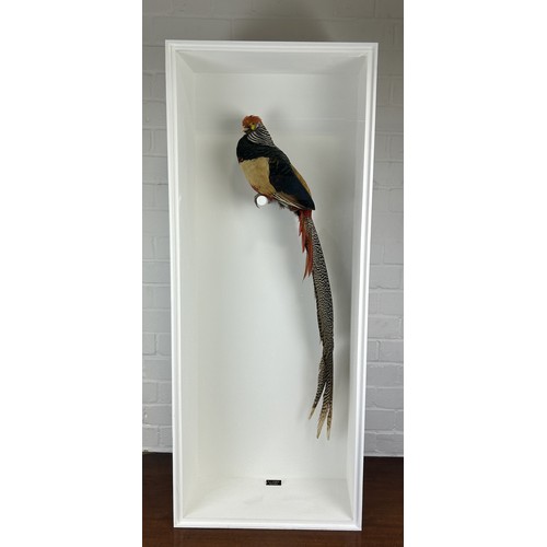 706 - A TAXIDERMY LADY AMHERST PHEASANT (CHRYSOLOPHUS AMHERSTIAE) BY S.J. STRATH Mounted in a white painte... 