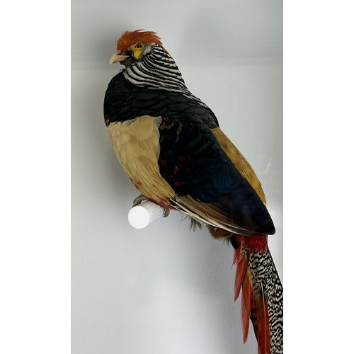 706 - A TAXIDERMY LADY AMHERST PHEASANT (CHRYSOLOPHUS AMHERSTIAE) BY S.J. STRATH Mounted in a white painte... 