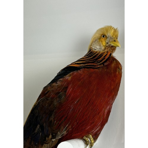 705 - A TAXIDERMY GOLDEN PHEASANT (CHRYSOLOPHUS PICTUS) BY S.J. STRATH Mounted in a white painted, glass f... 