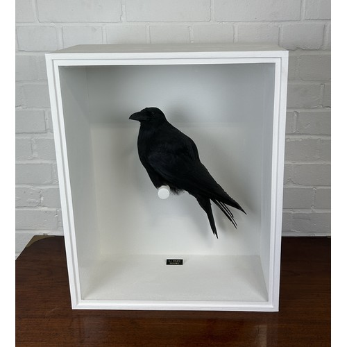 711 - TAXIDERMY CARRION CROW (COVRVUS CORONE) BY S.J. STRATH Mounted in a white painted glass fronted disp... 