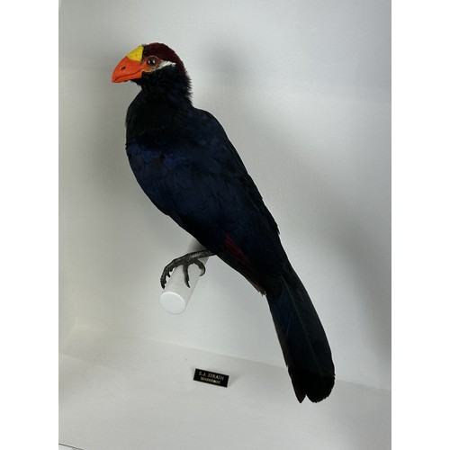 714 - TAXIDERMY VIOLET TURACO (TAURACO VIOLACEUS) BY S.J. STRATH Mounted in a white painted glass fronted ... 