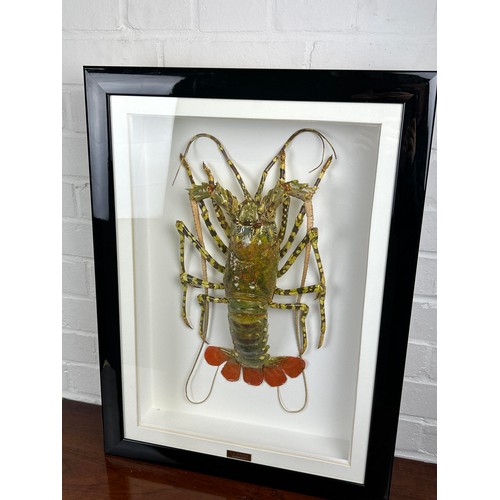 715 - TAXIDERMY SPINEY LOBSTER (PALINURIDAE) BY S.J. STRATH Mounted in a white painted glass fronted displ... 