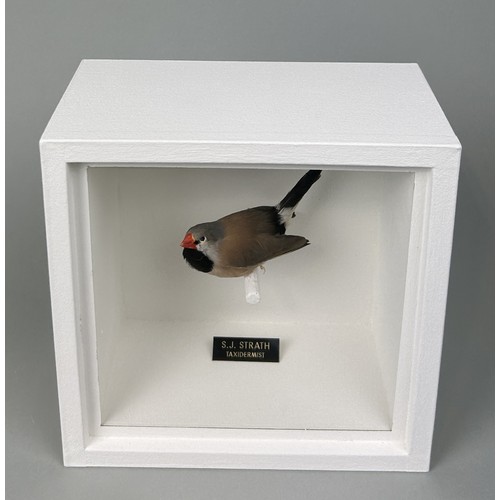 717 - A TAXIDERMY LONG-TAILED GRASS FINCH (POEPHILA ACUTICAUDA) BY S.J. STRATH Mounted in white painted, g... 