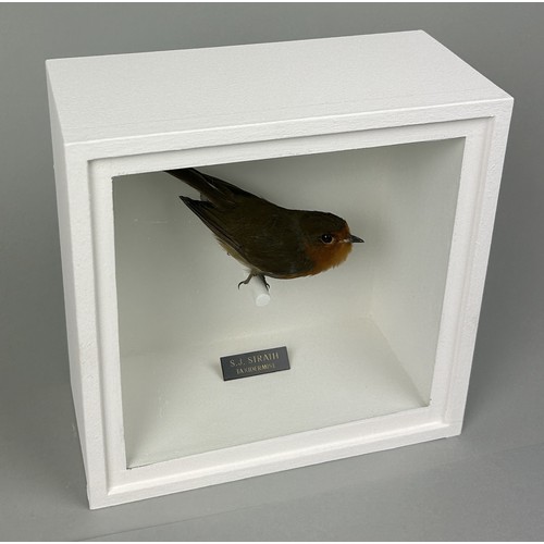 718 - A TAXIDERMY ROBIN (ERITHACUS RUBECULA) BY S.J. STRATH Mounted in a white painted, glass fronted disp... 