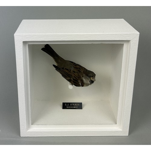 722 - A TAXIDERMY HOUSE SPARROW (PASSER DOMESTICUS) BY S.J. STRATH Mounted in a white painted, glass front... 