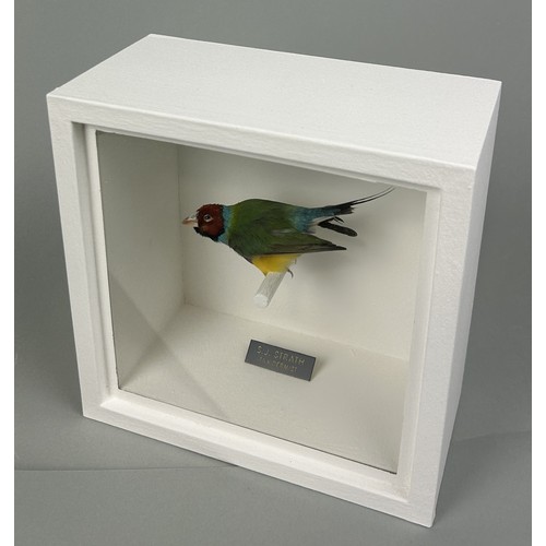 719 - A TAXIDERMY GOULDIAN FINCH (ERYTHTHRURA GOULDIAE) BY S.J. STRATH Mounted in a white painted, glass f... 