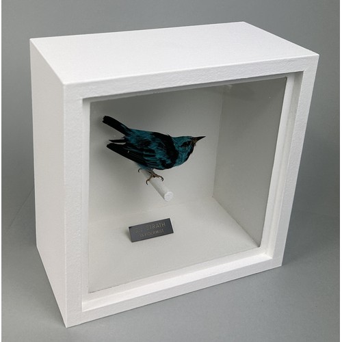 721 - A TAXIDERMY BLUE DACNIS (DACNIS CAYANA) BY S.J. STRATH Mounted in a white painted, glass fronted dis... 