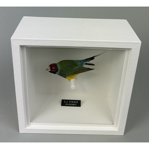 719 - A TAXIDERMY GOULDIAN FINCH (ERYTHTHRURA GOULDIAE) BY S.J. STRATH Mounted in a white painted, glass f... 