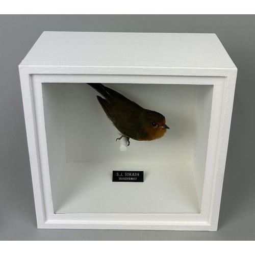 718 - A TAXIDERMY ROBIN (ERITHACUS RUBECULA) BY S.J. STRATH Mounted in a white painted, glass fronted disp... 