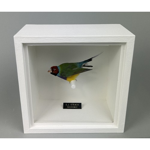 719 - A TAXIDERMY GOULDIAN FINCH (ERYTHTHRURA GOULDIAE) BY S.J. STRATH Mounted in a white painted, glass f... 