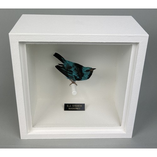 721 - A TAXIDERMY BLUE DACNIS (DACNIS CAYANA) BY S.J. STRATH Mounted in a white painted, glass fronted dis... 