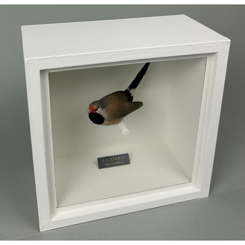 717 - A TAXIDERMY LONG-TAILED GRASS FINCH (POEPHILA ACUTICAUDA) BY S.J. STRATH Mounted in white painted, g... 