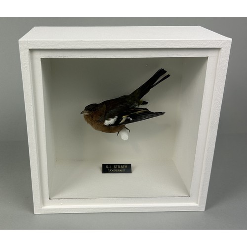 723 - A TAXIDERMY CHAFFINCH (FRINGILLA COELEBS) BY S.J. STRATH Mounted in a white painted, glass fronted d... 