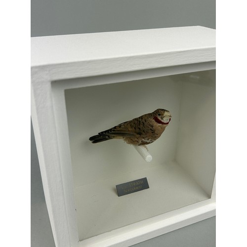 724 - A TAXIDERMY CUT-THROAT (AMADINA FASCIATA) BY S.J. STRATH 20cm x 20cm x 10cm