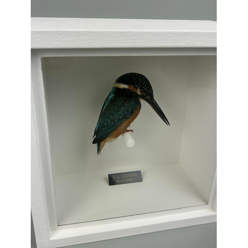 720 - A TAXIDERMY KINGFISHER (ALCEDINIDAE) BY S.J. STRATH Mounted in a white painted, glass fronted displa... 