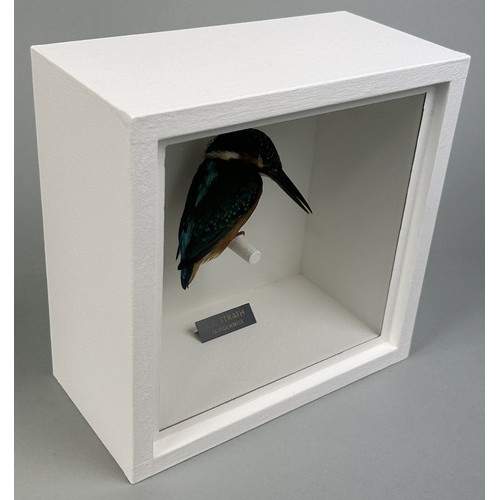 720 - A TAXIDERMY KINGFISHER (ALCEDINIDAE) BY S.J. STRATH Mounted in a white painted, glass fronted displa... 