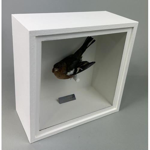 723 - A TAXIDERMY CHAFFINCH (FRINGILLA COELEBS) BY S.J. STRATH Mounted in a white painted, glass fronted d... 