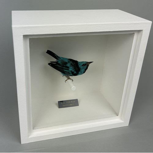 721 - A TAXIDERMY BLUE DACNIS (DACNIS CAYANA) BY S.J. STRATH Mounted in a white painted, glass fronted dis... 