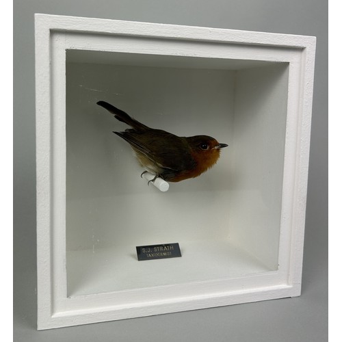 718 - A TAXIDERMY ROBIN (ERITHACUS RUBECULA) BY S.J. STRATH Mounted in a white painted, glass fronted disp... 