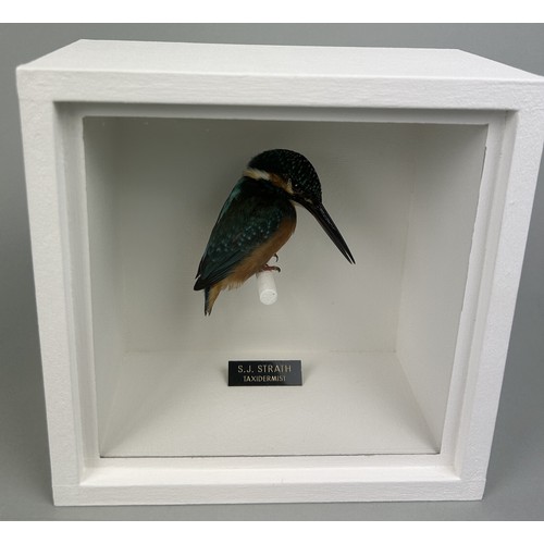 720 - A TAXIDERMY KINGFISHER (ALCEDINIDAE) BY S.J. STRATH Mounted in a white painted, glass fronted displa... 