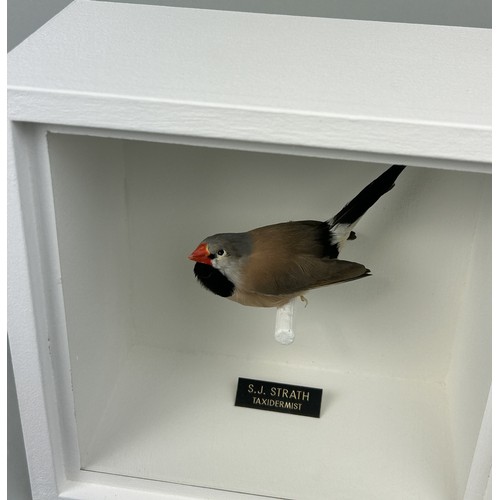 717 - A TAXIDERMY LONG-TAILED GRASS FINCH (POEPHILA ACUTICAUDA) BY S.J. STRATH Mounted in white painted, g... 