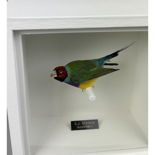 719 - A TAXIDERMY GOULDIAN FINCH (ERYTHTHRURA GOULDIAE) BY S.J. STRATH Mounted in a white painted, glass f... 