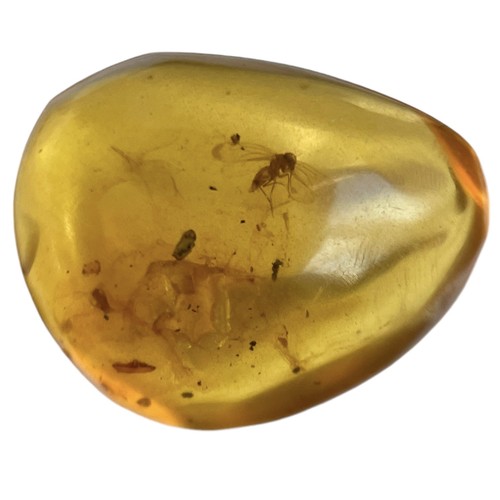 739 - A FLYING INSECT FOSSIL IN DINOSAUR AGED AMBER A highly detailed flying insect in amber. From the amb... 