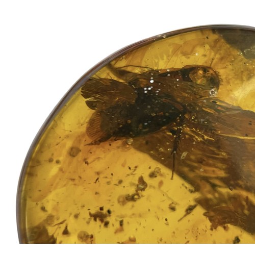 736 - A COCKROACH FOSSIL IN DINOSAUR AGED AMBER A rare, large cockroach in a clear amber gem. Amber is pol... 