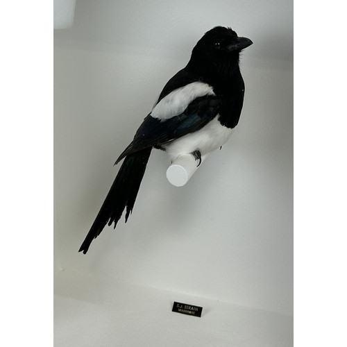 733 - TAXIDERMY MAGPIE (PICA PICA) BY S.J STRATH Mounted in a white painted glass fronted display case. 56... 